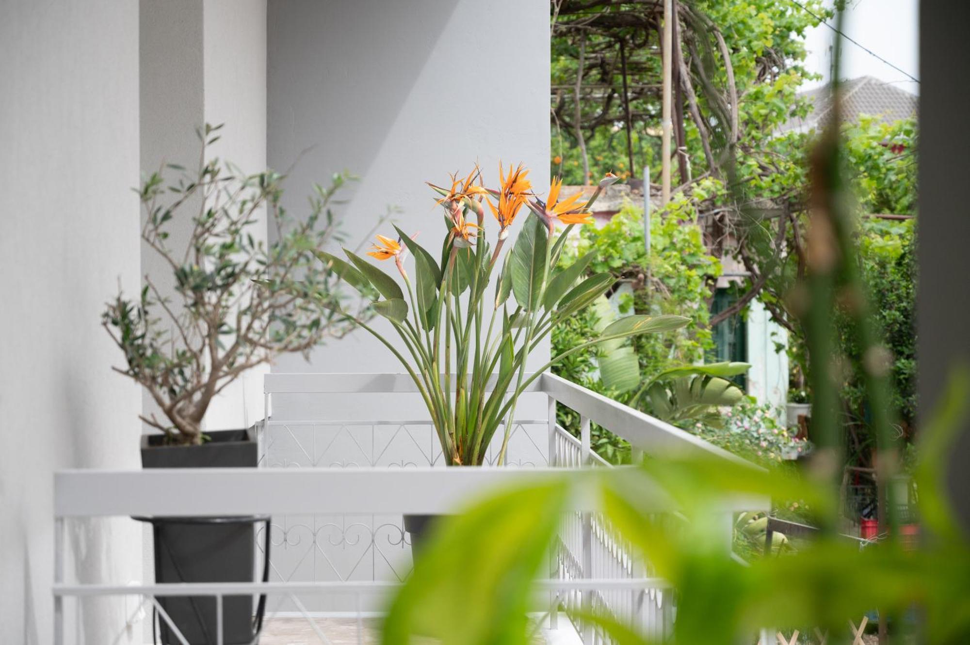 Louisa Luxury Apartments 普雷韦扎 外观 照片